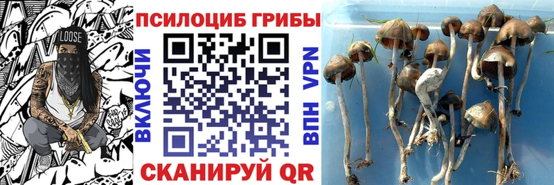 Псилоцибиновые грибы Cubensis  блэк спрут зеркало  Казань 